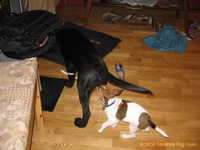  Odin&Aleena 001.jpg 